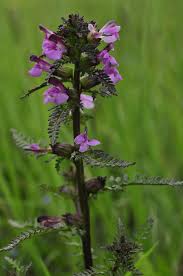 Attēlu rezultāti vaicājumam “Pedicularis palustris”