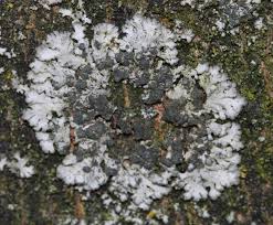 Attēlu rezultāti vaicājumam “Phaeophyscia orbicularis”