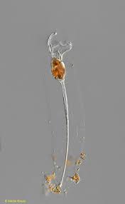 Attēlu rezultāti vaicājumam “Gloeocapsa rupestris”