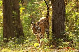 Afbeeldingsresultaat voor tijgers