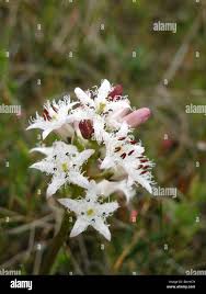 Attēlu rezultāti vaicājumam “Menyanthes trifoliata flower”