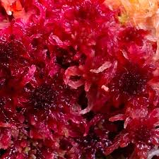 Attēlu rezultāti vaicājumam “Sphagnum rubellum”