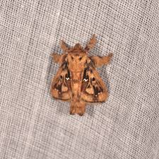 Attēlu rezultāti vaicājumam “Lasiocampidae”