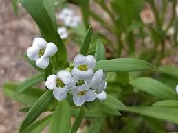 Attēlu rezultāti vaicājumam “Lobularia maritima”