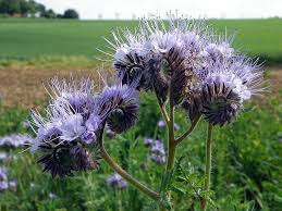 Attēlu rezultāti vaicājumam “Phacelia tanacetifolia”