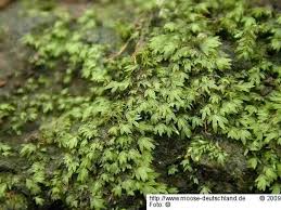 Attēlu rezultāti vaicājumam “Fissidens pusillus”