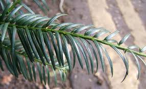 Attēlu rezultāti vaicājumam “Taxus baccata leaf”