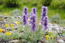 Image result for Phacelia