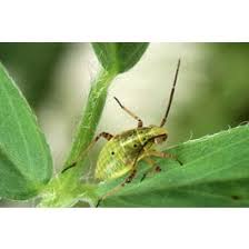 Attēlu rezultāti vaicājumam “Lygus nymph”