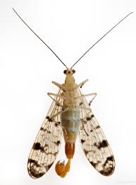 Attēlu rezultāti vaicājumam “Panorpa communis imago”