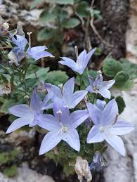 Image result for Campanula isophylla