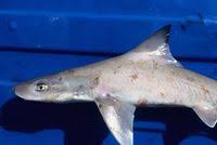 Image result for Mustelus palumbes