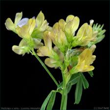 Attēlu rezultāti vaicājumam “Medicago x varia”