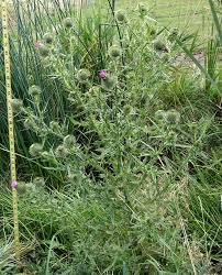 Attēlu rezultāti vaicājumam “Cirsium vulgare”