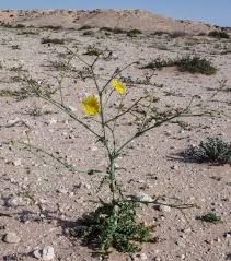 Attēlu rezultāti vaicājumam “Scapania mucronata”