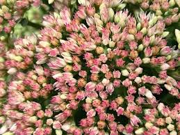 Attēlu rezultāti vaicājumam “Hylotelephium maximum leaf”