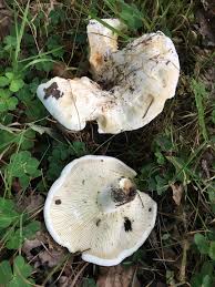 Attēlu rezultāti vaicājumam “Lactarius bertillonii”