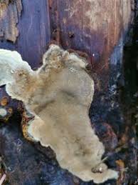 Attēlu rezultāti vaicājumam “Phellinus nigrolimitatus”