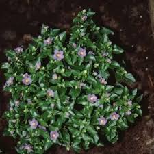 Image result for Exacum affine