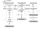Congenital Adrenal Hyperplasia - Chapter 8 : PEDIATRIC ...