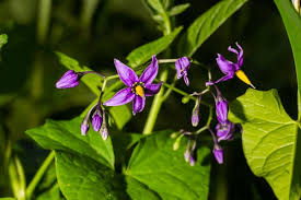 Attēlu rezultāti vaicājumam “Solanum dulcamara flower”