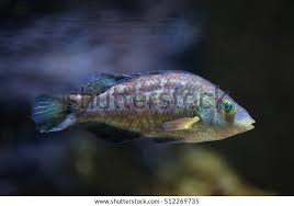 Image result for Symphodus melops