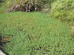 「粉綠狐尾藻」的圖片搜尋結果