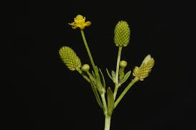 Attēlu rezultāti vaicājumam “Ranunculus sceleratus fruit”