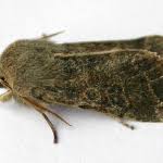 Attēlu rezultāti vaicājumam “Orthosia populeti”