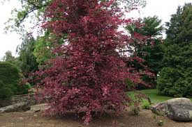 Attēlu rezultāti vaicājumam “Fagus sylvatica fo. purpurea female flower”