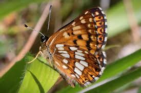 Attēlu rezultāti vaicājumam “Hamearis lucina upperside”