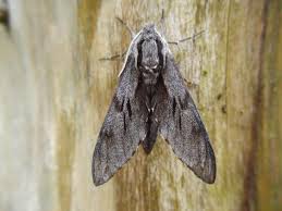 Attēlu rezultāti vaicājumam “Sphinx pinastri”