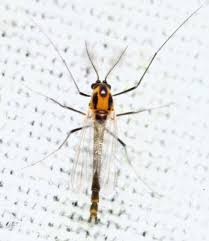 Attēlu rezultāti vaicājumam “Cricotopus male”