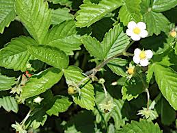 Attēlu rezultāti vaicājumam “Fragaria vesca flower”