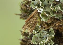 Attēlu rezultāti vaicājumam “Psyche casta larva”