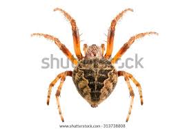 Attēlu rezultāti vaicājumam “Larinioides cornutus”