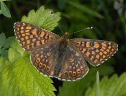 Attēlu rezultāti vaicājumam “Melitaea cinxia upperside”