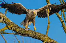 Image result for Haliaeetus albicilla