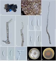 Attēlu rezultāti vaicājumam “Stemonitis foliicola stalked”