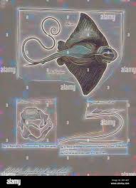 Image result for Myliobatis aquila