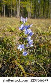 Attēlu rezultāti vaicājumam “Swertia perennis flower”