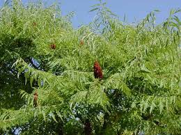 Attēlu rezultāti vaicājumam “Rhus typhina”