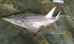 Image result for Rhynchobatus australiae