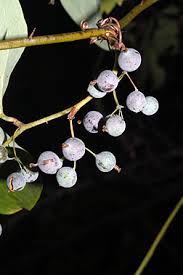 Attēlu rezultāti vaicājumam “Carex loliacea fruit”