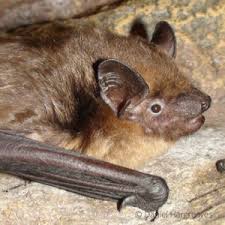 Attēlu rezultāti vaicājumam “Eptesicus serotinus”