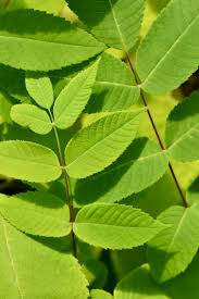 Attēlu rezultāti vaicājumam “Juglans cinerea”