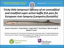 Image result for Lampetra fluviatilis