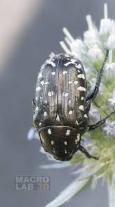 Attēlu rezultāti vaicājumam “Oxythyrea funesta”