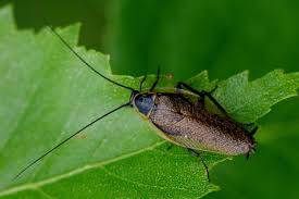 Attēlu rezultāti vaicājumam “Ectobius sylvestris female”