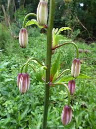 Attēlu rezultāti vaicājumam “Lilium martagon bud”